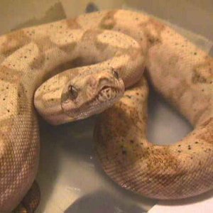 Hog Island Boa
