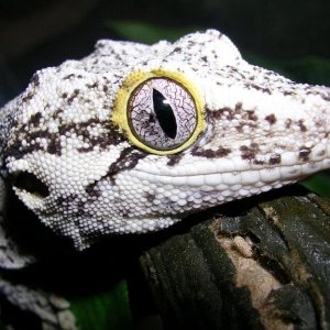 Eye shot