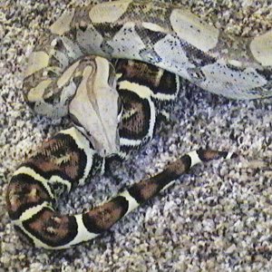 my female colombian bci pic 1