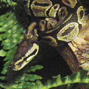female bp, Akasha