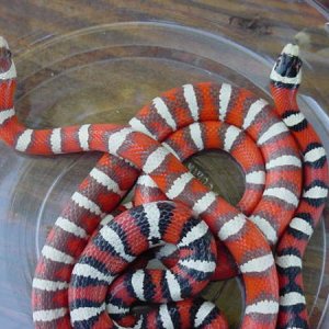Hypo Pyro Female