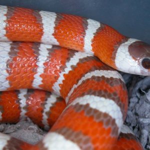 Hypo Pyro Adult Female