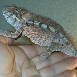 Tamatave Male