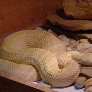 My Dallas Strain Albino WDB