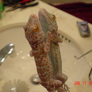 Tokay Escape