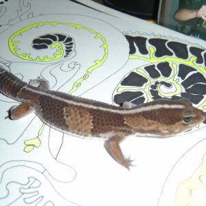 Striped African Fat Tailed