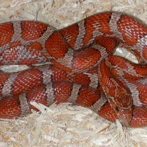 Banded Miami type corn