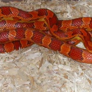Hypo corn