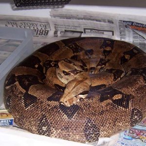 Normal BCI Gravid Female