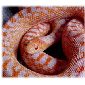 applegate_gopherF