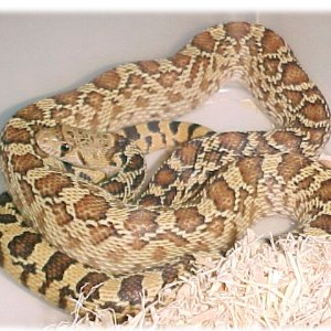 het_blizzard_sonoran
