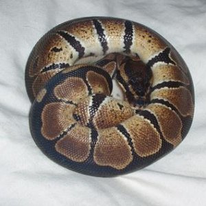 New Granite Ball Python
