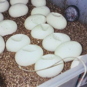 blood eggs