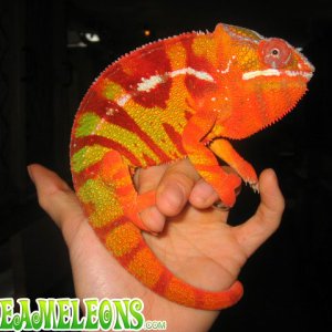040103sambava_chameleon