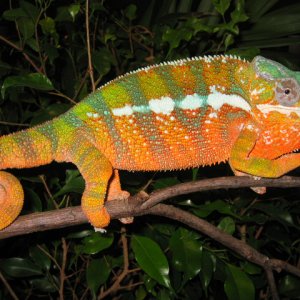 123004Gemma2_chameleon