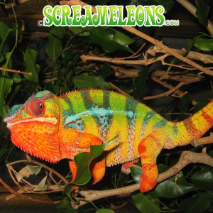 121604_tessai8_chameleon