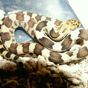 deppei_deppei_hatchling_2004