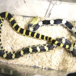 Deppei_Deppei_yellow_male_