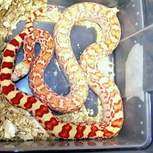Gopher_albino_sonoran