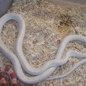 Corn_blizzard_