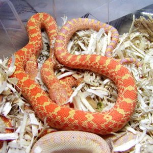 Albino Trumbower Bull