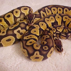 121403