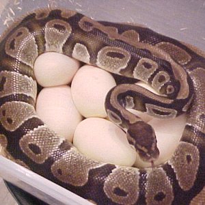 last years eggs
