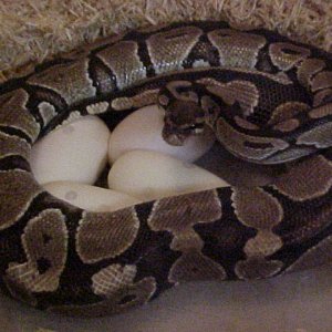 last years eggs