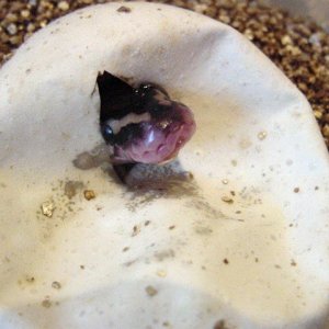 first hatch in 04