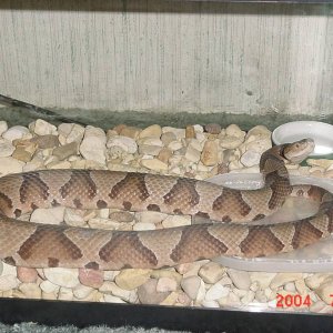 My first Copperhead