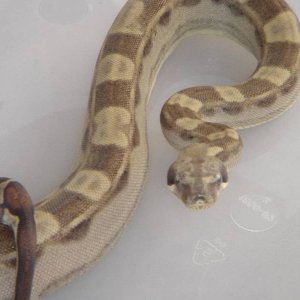 motley boa male