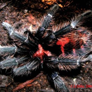 C.fasciatum