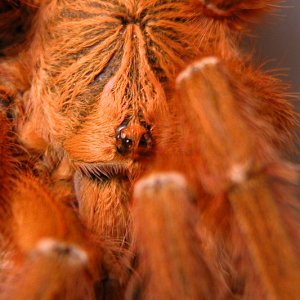 P.murinus