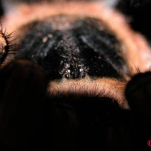 B.smithi