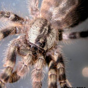 P.regalis