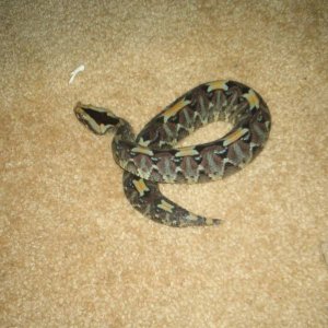 Rhino Viper