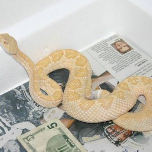 Albino Atrox