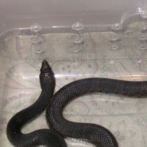 Black Pine - female