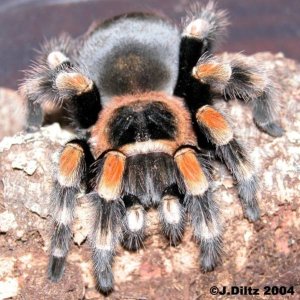 B.smithi