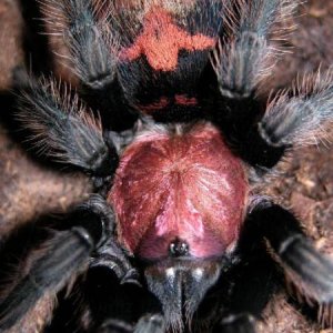C.fasciatum