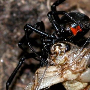 L.hesperus with cricket