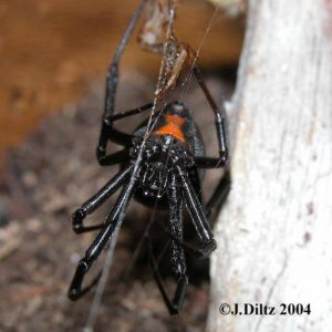 L.hesperus