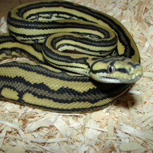 Tiger Carpet