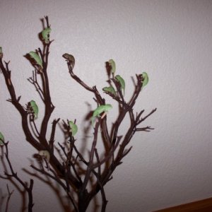 Baby Vieleds!
