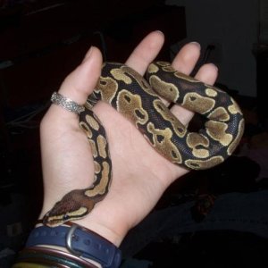 Merlin