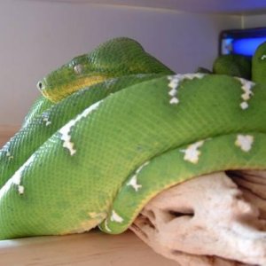 Emerald Tree Boa's
