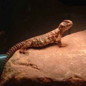 young Red geyri Uromastyx