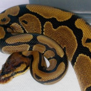 Ball Python