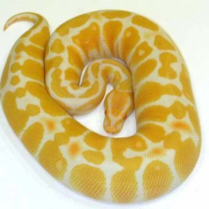 Ball Python