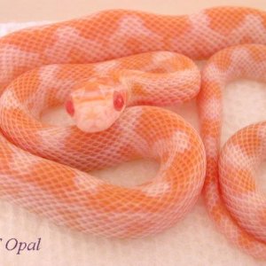 Opal